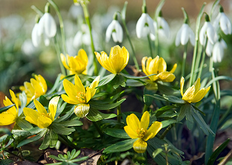 A low-growing yellow flower with taller white flowers behind it