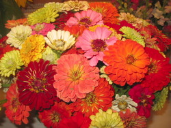 a bouquet of flowers