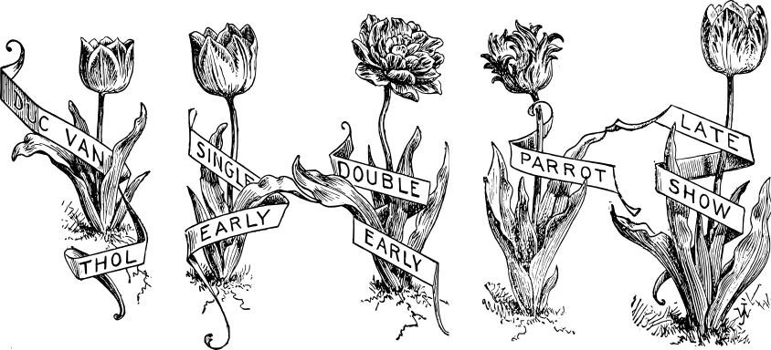drawing showing examples of different types of tulips