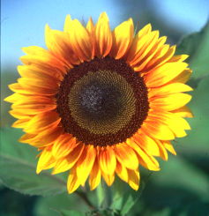 seeds cr's writings image